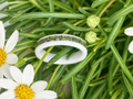 Ivory Forest   Genuine Nephrite Jade on Ceramic Band